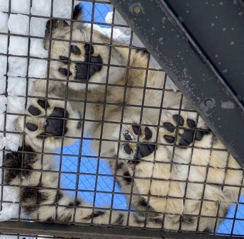 ユキヒョウの大きな尻尾