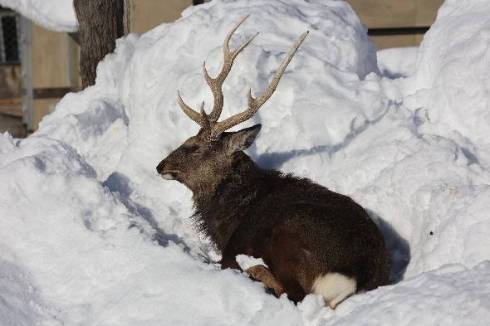 冬の旭山動物園