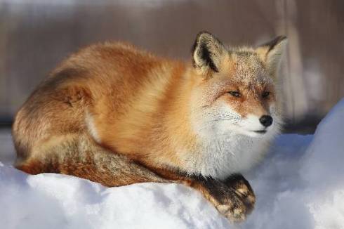 旭山動物園のキツネ