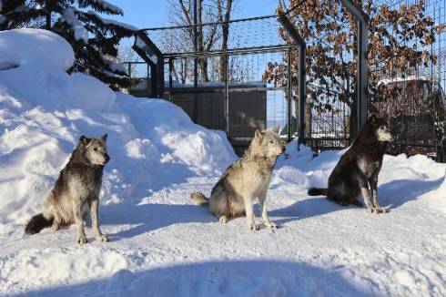 旭山動物園のシンリンオオカミ
