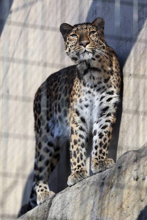 旭山動物園のアムールヒョウ
