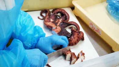 西明石駅弁のひっぱりだこ飯