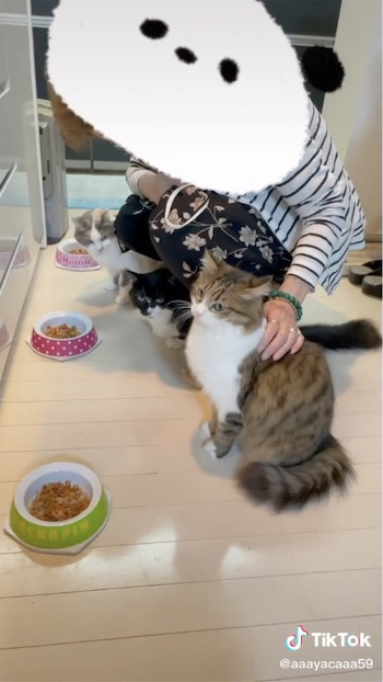 猫使いになったおばあちゃんの動画