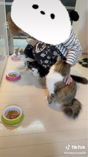 猫の名前を呼ぶおばあちゃん
