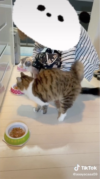 おばあちゃんに返事をする猫たち