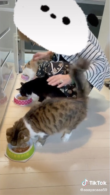 お返事の後に食事する猫たち