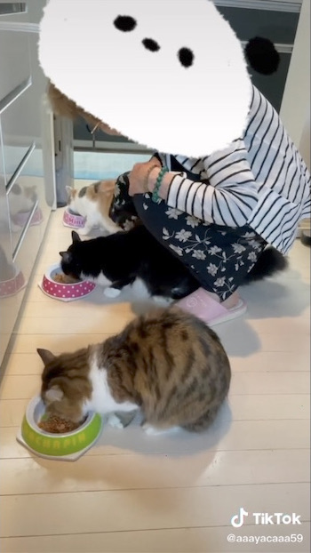 おばあちゃんの言いつけを守る猫たち