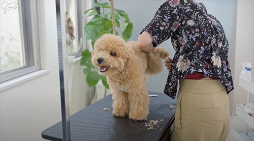 爪切りされるワンコ