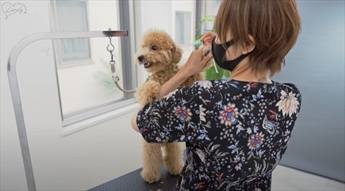 ブラッシングされるワンコ