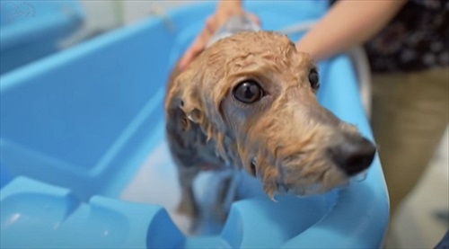 水にぬれたワンコ