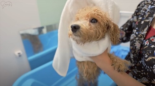 タオルで乾かされるワンコ