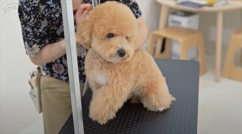 ドライヤー中のワンコ