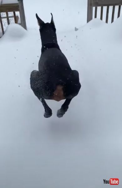 雪にダイブするワンコ