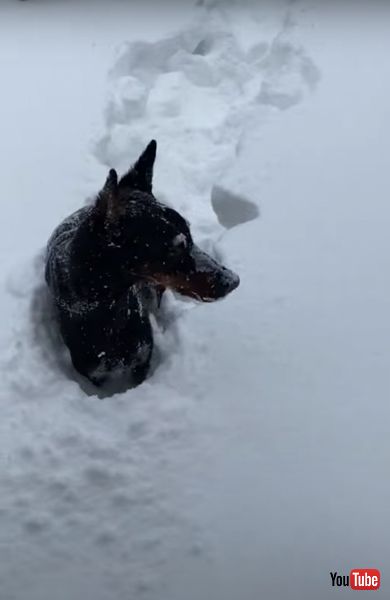 散歩が諦められないワンコ