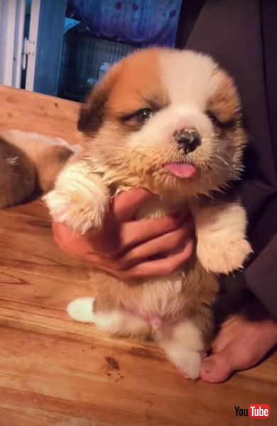 コーギーの子犬