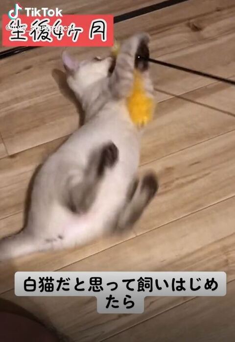 猫じゃらしに知らん顔