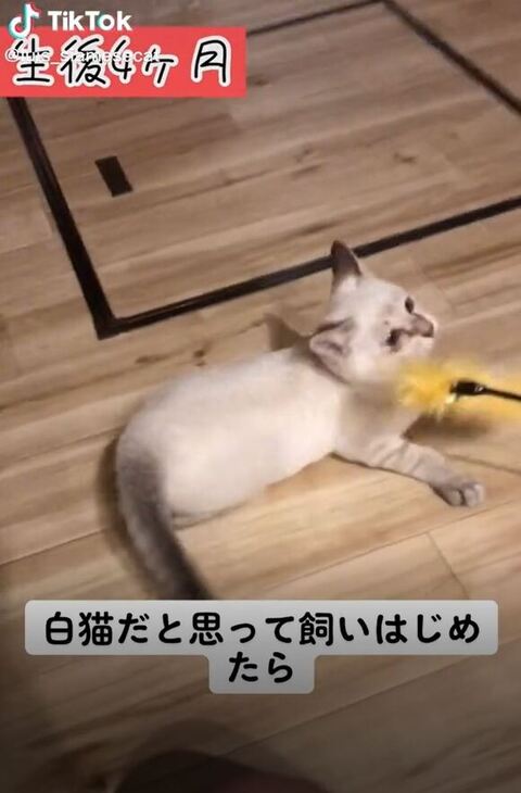 元保護猫のビフォーアフター
