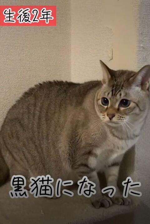 大きくなった猫