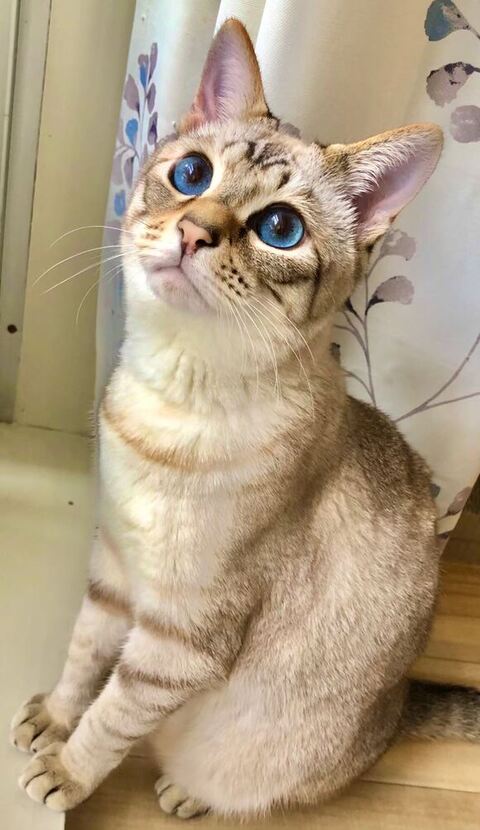 上を見つめる猫