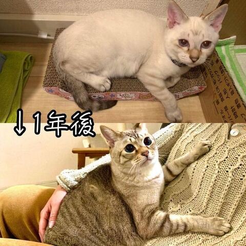 猫のビフォーアフター
