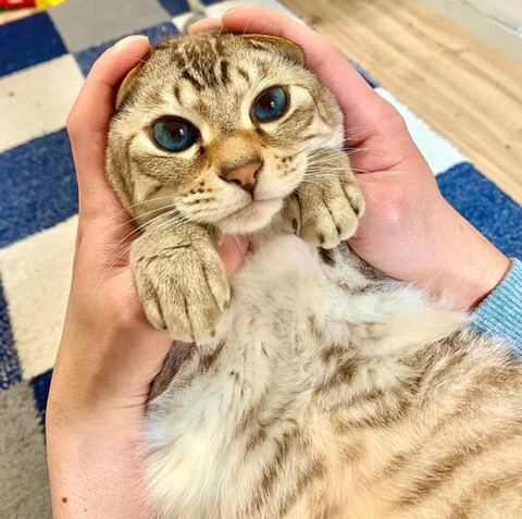 タレ耳にされる猫