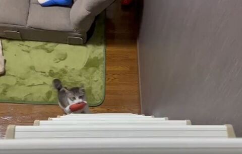 はしごの下にいるつくしくん