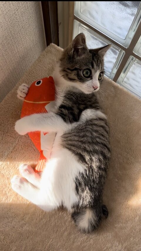 おもちゃを抱えるつくしくん