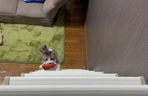 はしごに登るつくしくん