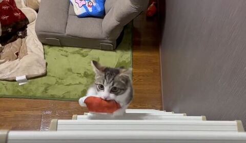 さらに登るつくしくん