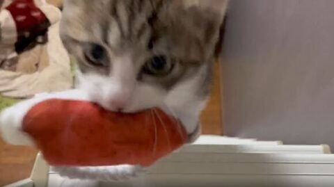 鳴いているいーくん