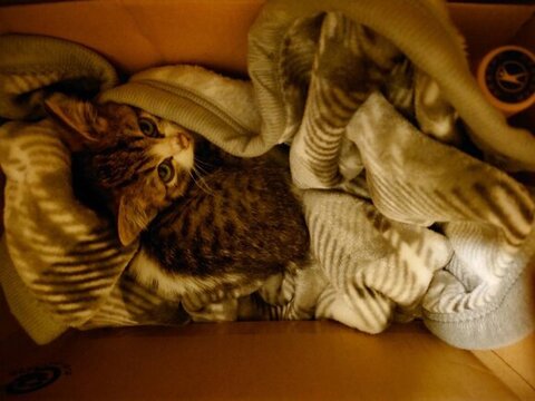 キャリーケースにいるつくしくん