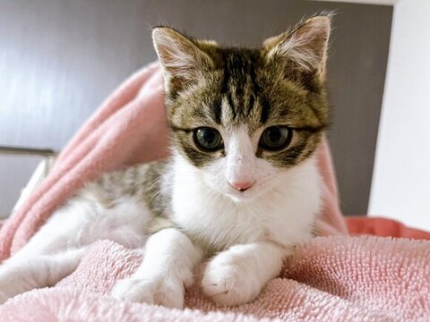 お布団にいるつくしくん