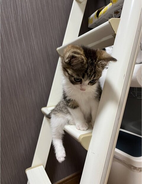 はしごに座るつくしくん