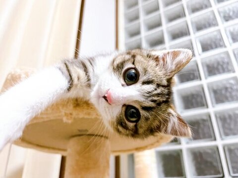 キャットタワーから見下ろすつくしくん