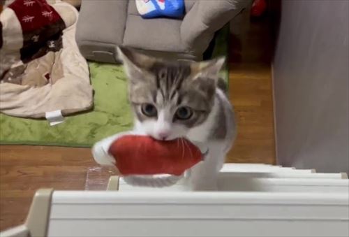 はしごを登ってきたつくしくん