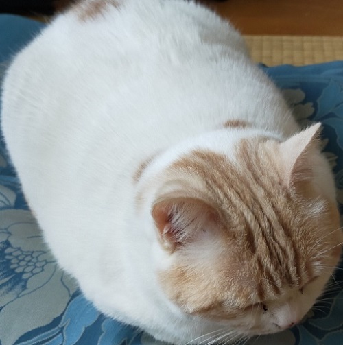 おまんじゅうみたいな猫