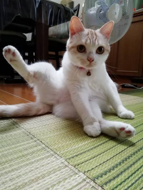 毛づくろい中の猫