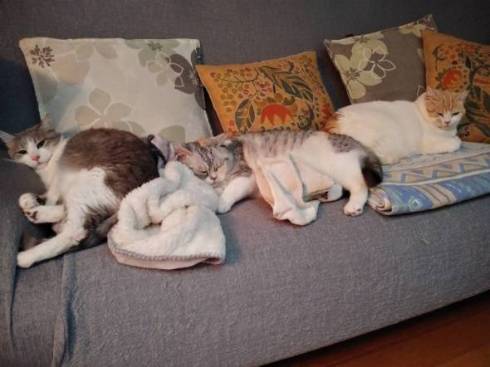 くつろぐ猫たち