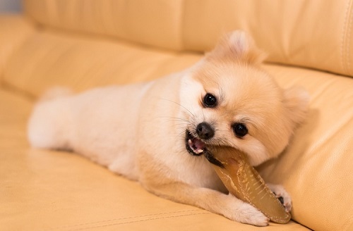 ペット手帳　ベストショット