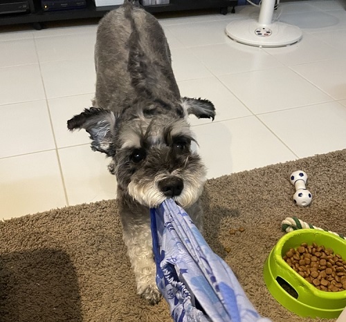 ペット手帳　ベストショット