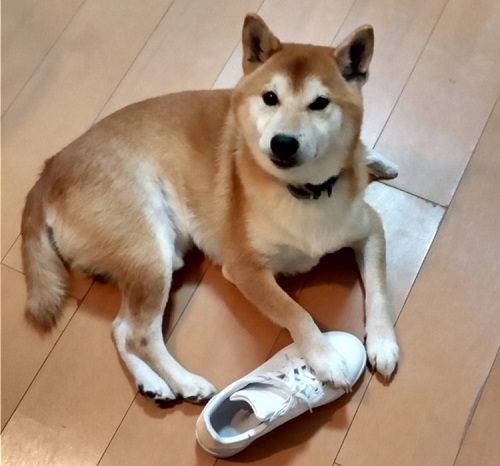 ペット手帳　ベストショット