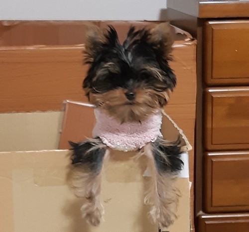 ペット手帳　ベストショット