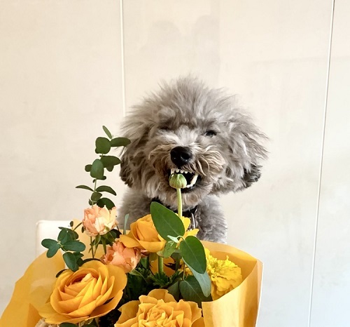 ペット手帳　ベストショット