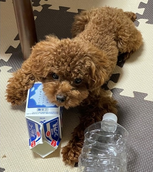 ペット手帳　ベストショット