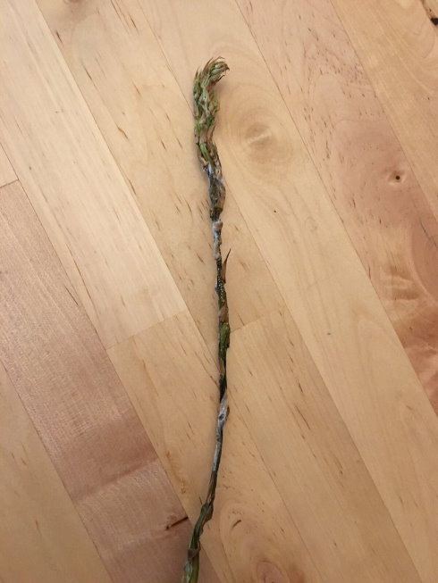 野菜室の角に沿って気づかれないまま死なせてしまったアスパラ