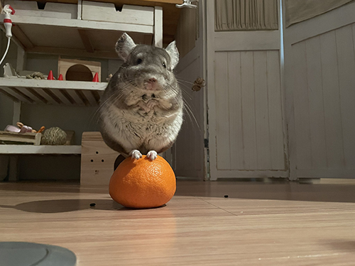 いよかんに乗ったまりもちゃん