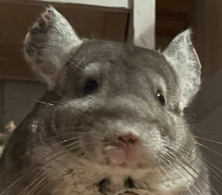 いよかんまりもちゃん顔アップ