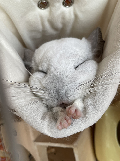 眠るメメちゃん