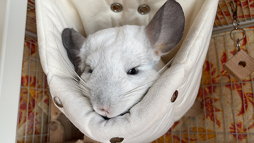 眠そうなメメちゃん