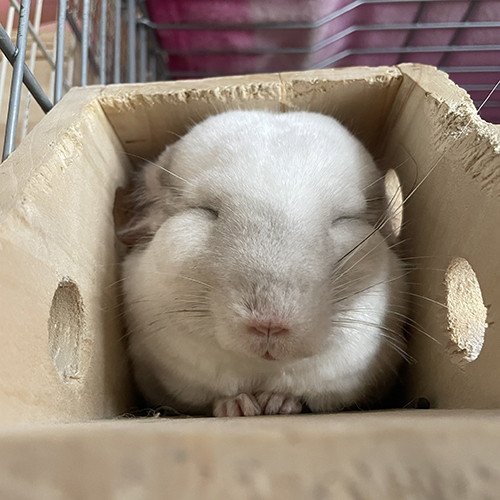 眠るゴゴちゃん